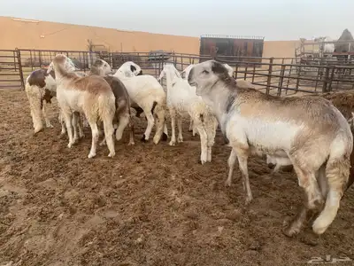 جذعان طيبه وزن للزواجات فل الفل البيع 1400 16