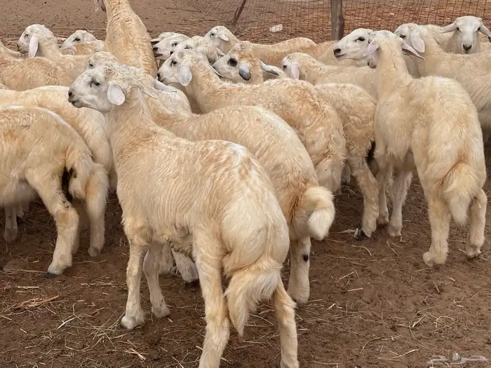 طليان طيبه كبار اضاحي فل شحم(تم البيع) 2