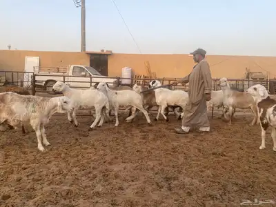 جذعان طيبه وزن للزواجات فل الفل البيع 1400 21