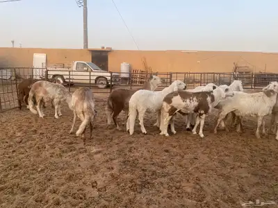 جذعان طيبه وزن للزواجات فل الفل البيع 1400 22