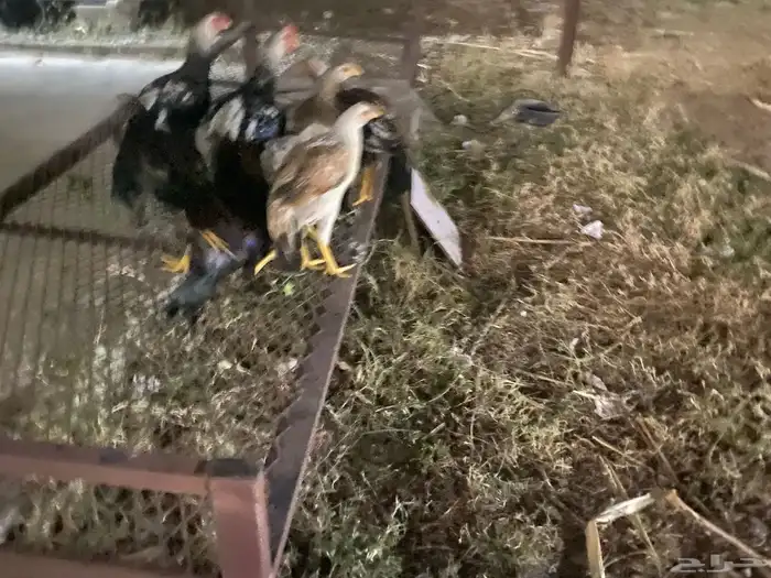 دجاج بلدي على السوم 1