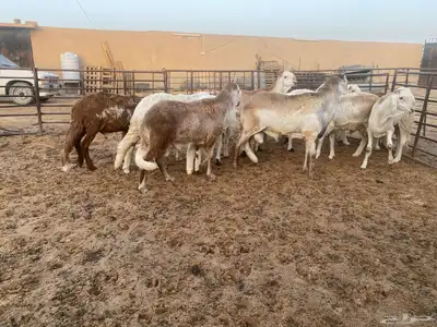 جذعان طيبه وزن للزواجات فل الفل البيع 1400 18