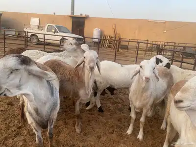 جذعان طيبه وزن للزواجات فل الفل البيع 1400 17
