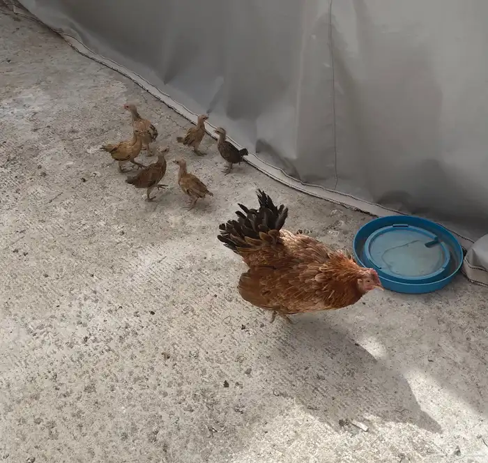 دجاجه بلدي عليها7 فروخ ما سيمت 1