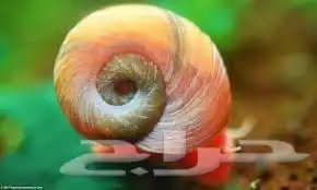 الجبيل الصناعية 1