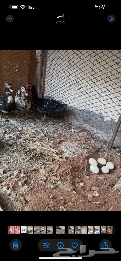 بط سوداني للبيع 1