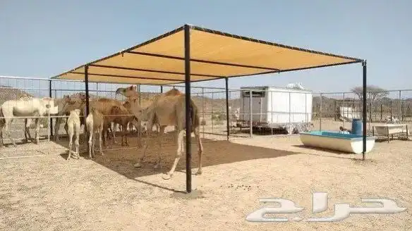 مضلات ابل مضلات حلال 2