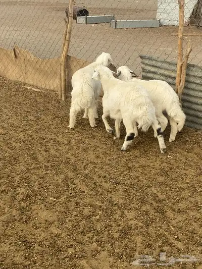 طليان و رخال 5