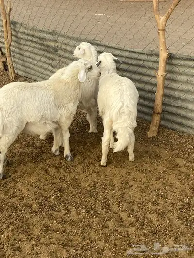 طليان و رخال 6
