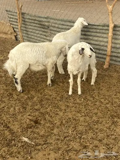 طليان و رخال 4