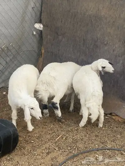 طليان و رخال 1
