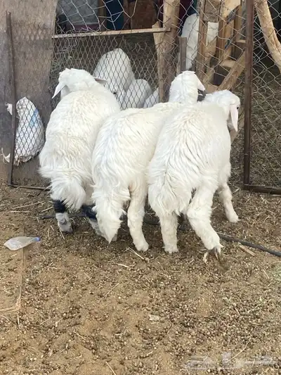 طليان و رخال 0
