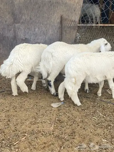طليان و رخال 3