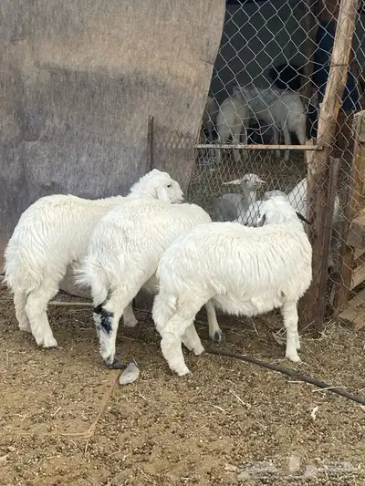 طليان و رخال 2