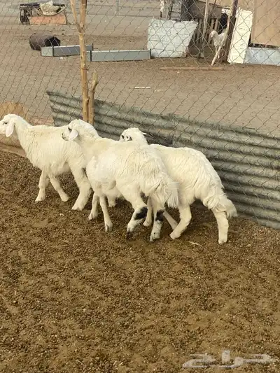 طليان و رخال 8