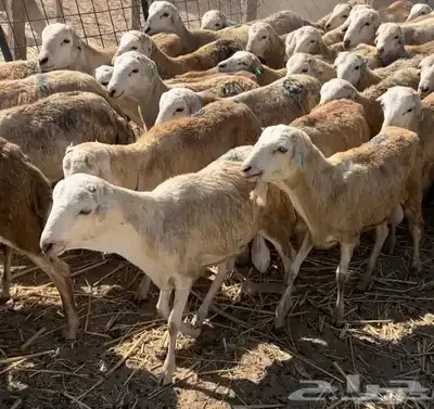 ضحيا غنم رفيدي حبشي 1