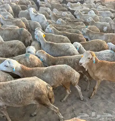 ضحيا غنم رفيدي حبشي 2