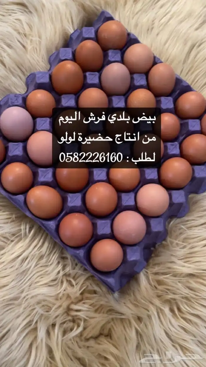 بيض لهمان 0