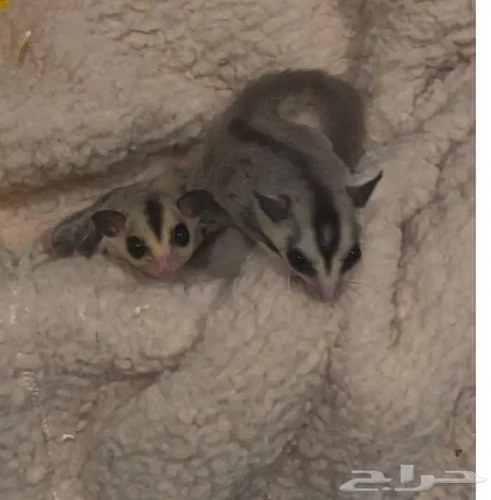 Flying Squirrel  sugar glider  سنجاب  سنجاب طائر 1