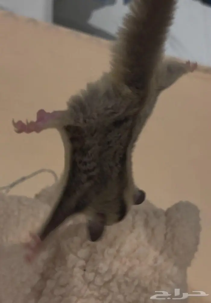Flying Squirrel  sugar glider  سنجاب  سنجاب طائر 2