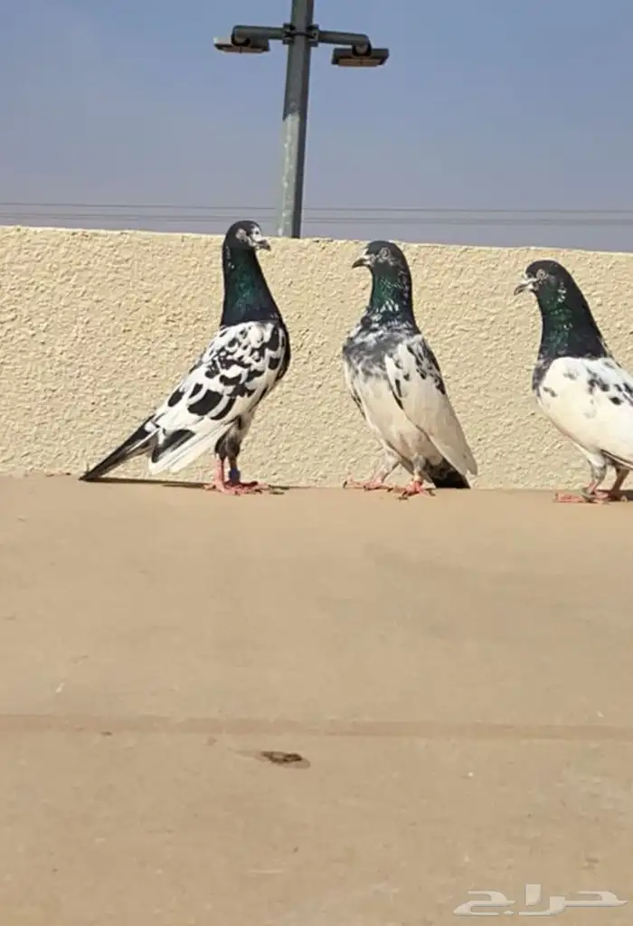 حمام للبيع ولا عرض في دجاج 0