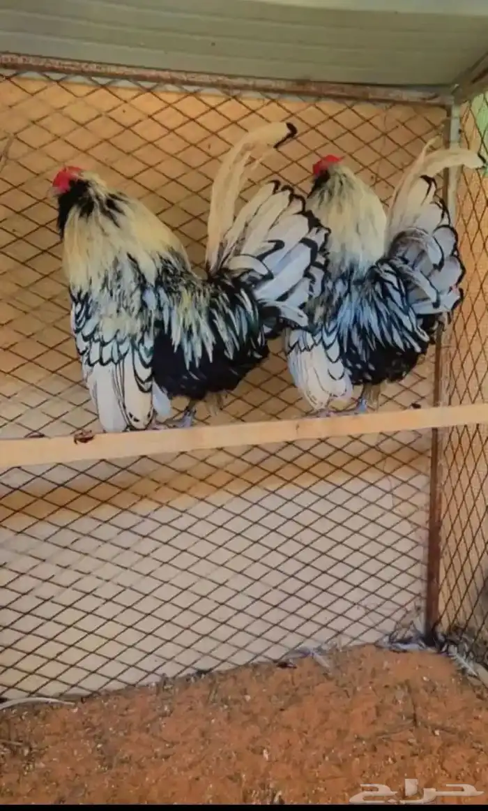 صوص دجاج بوم من نوادر الدجاج 1