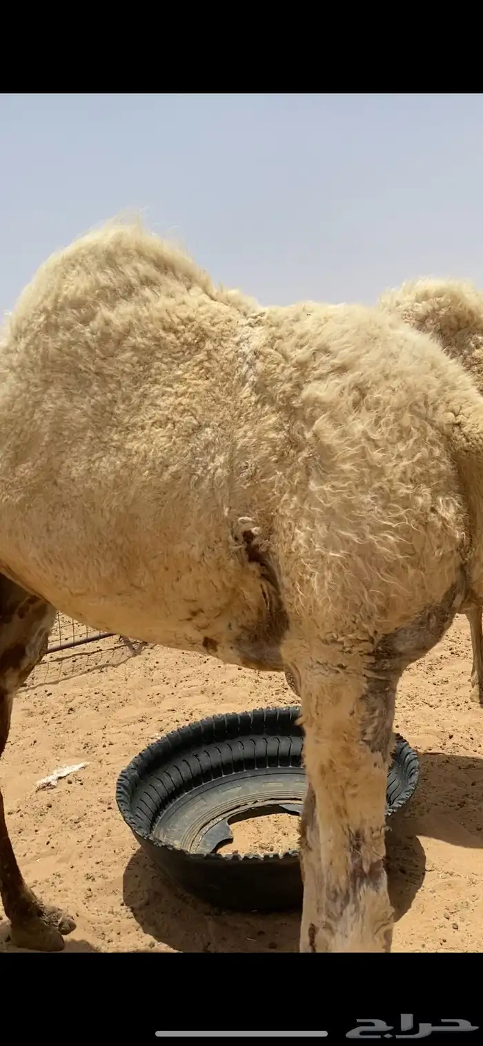 نياق ضحايا للبيع 0