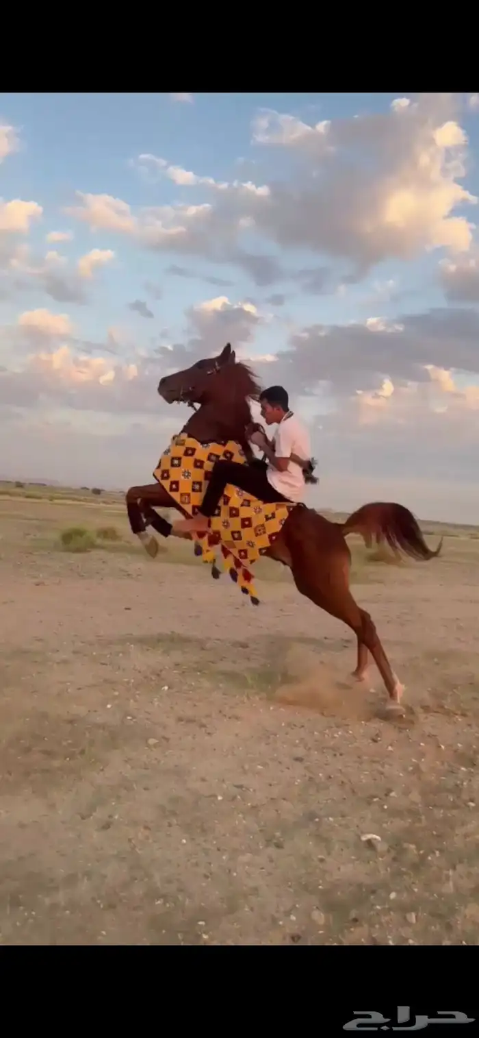 حصان 0