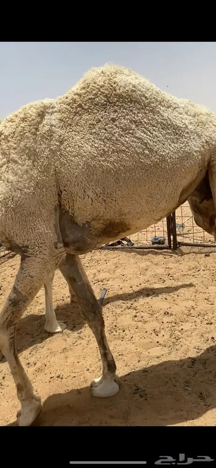 نياق ضحايا للبيع 2