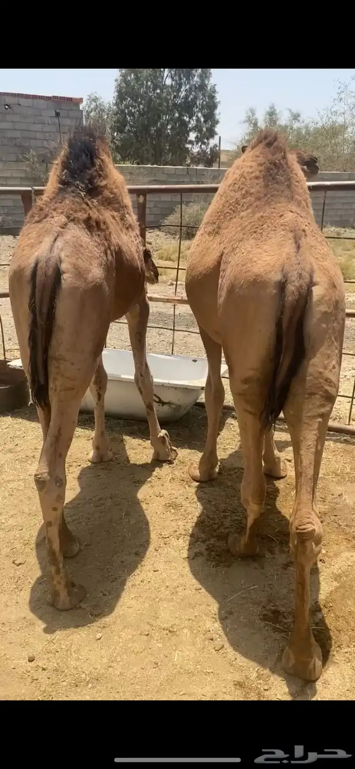 ثلاثه قعدان نواهي يا هل المبدأ والزواجات 1