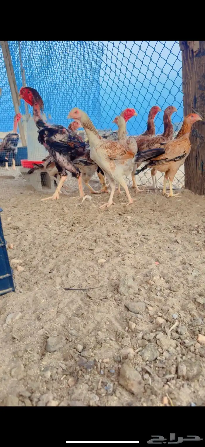 دجاج بكستاني 4