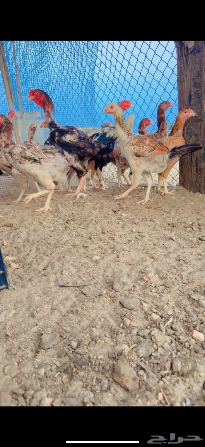 دجاج بكستاني 5