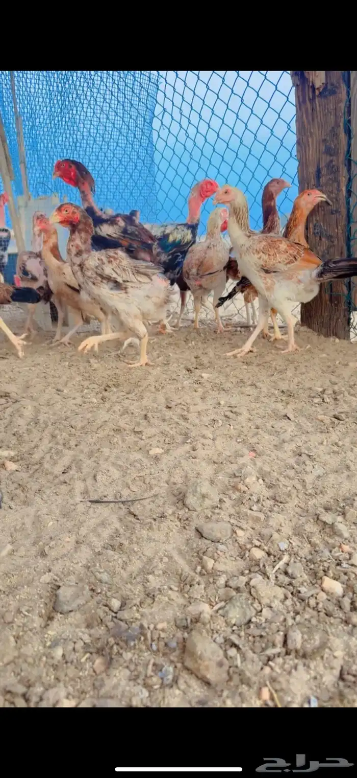 دجاج بكستاني 6