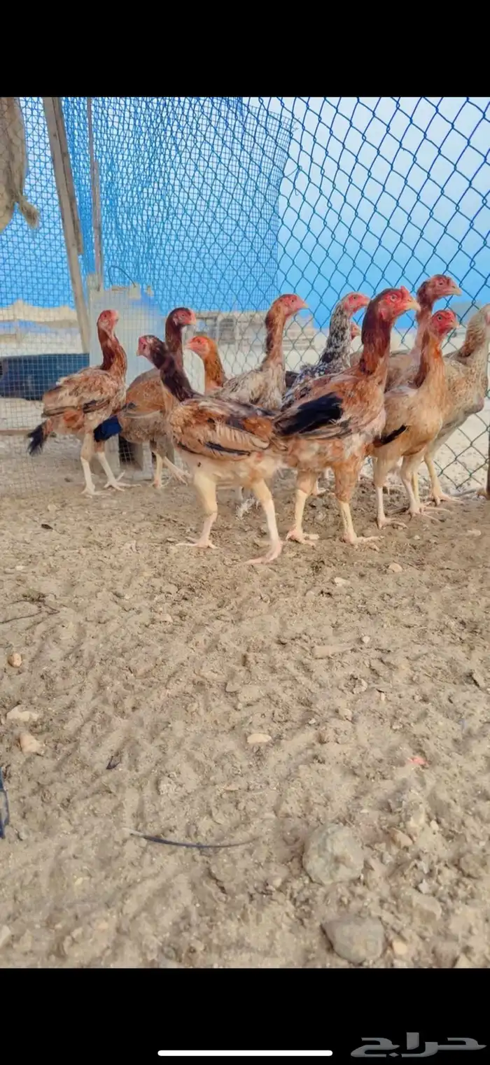دجاج بكستاني 2