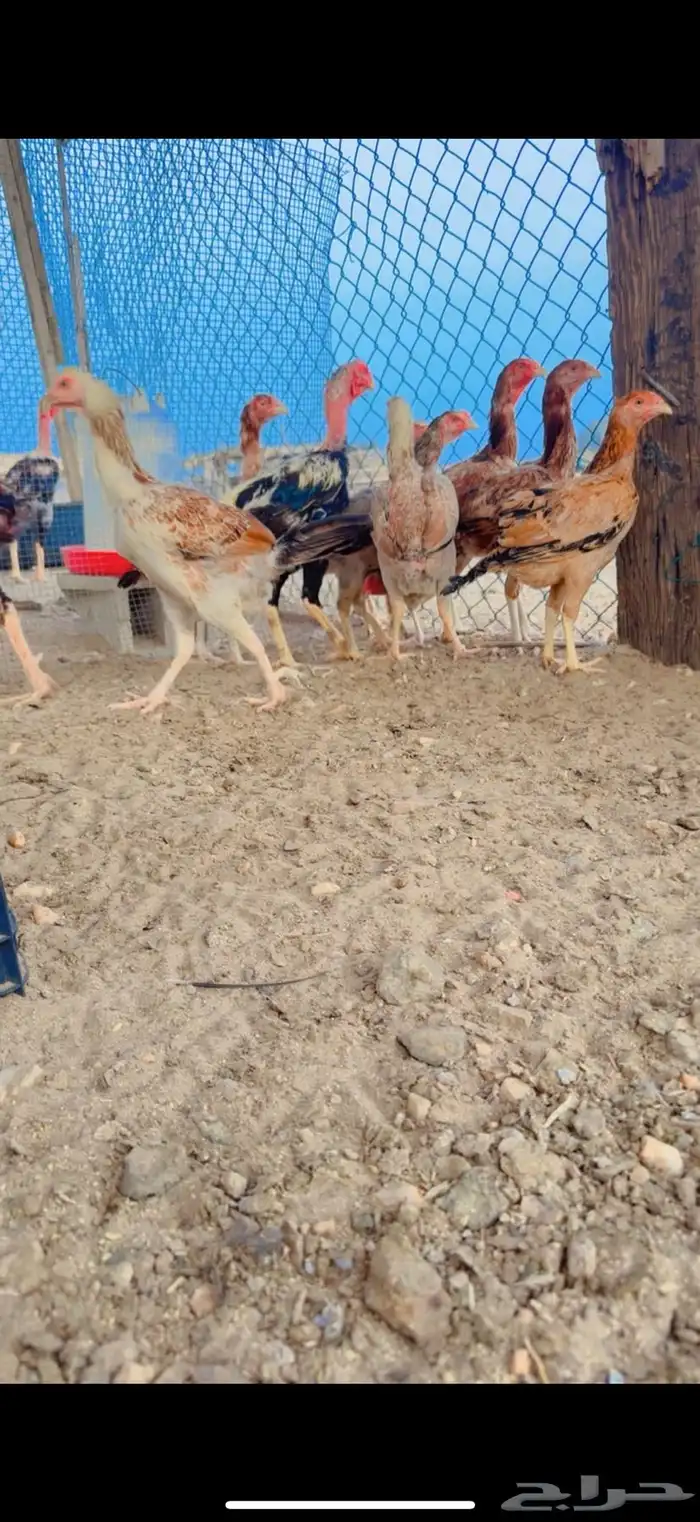 دجاج بكستاني 3