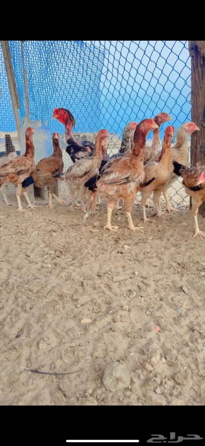 دجاج بكستاني 1