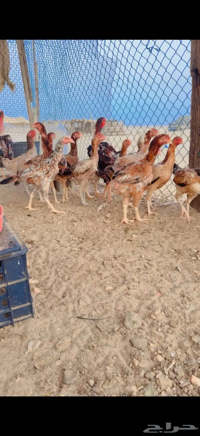 دجاج بكستاني 0