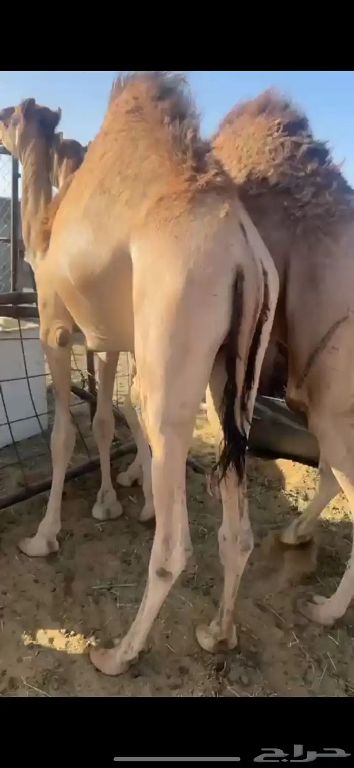 قعدان مفاريد كفو 2