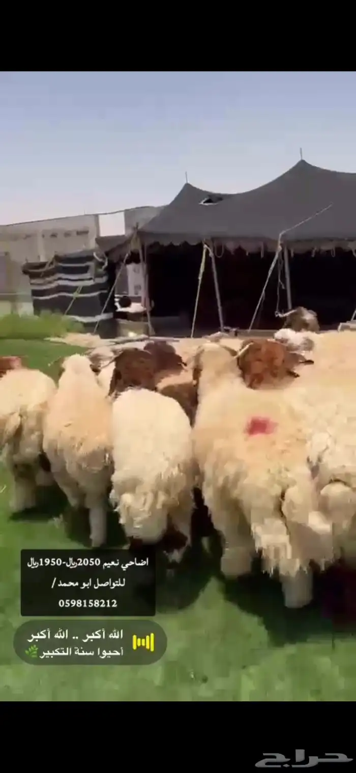 اضاحي نعيم وحريات ونجد حياكم الله ابو محمد موقعنا بالدمام 4