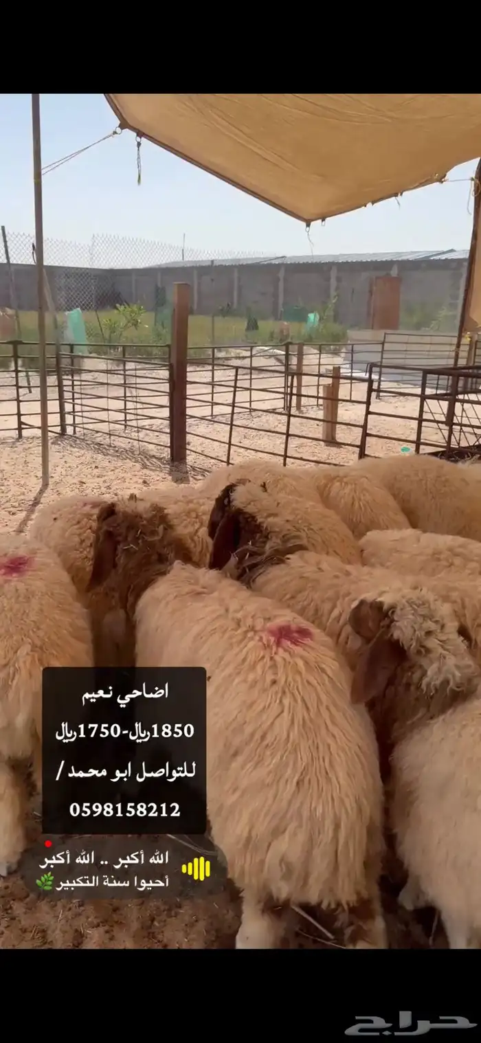 اضاحي نعيم وحريات ونجد حياكم الله ابو محمد موقعنا بالدمام 1