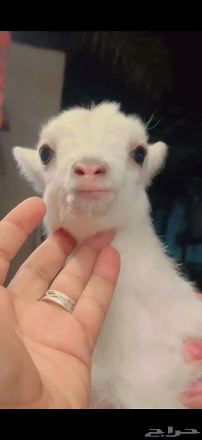 ماعز قزم صغير جدا الماعز قزم 5