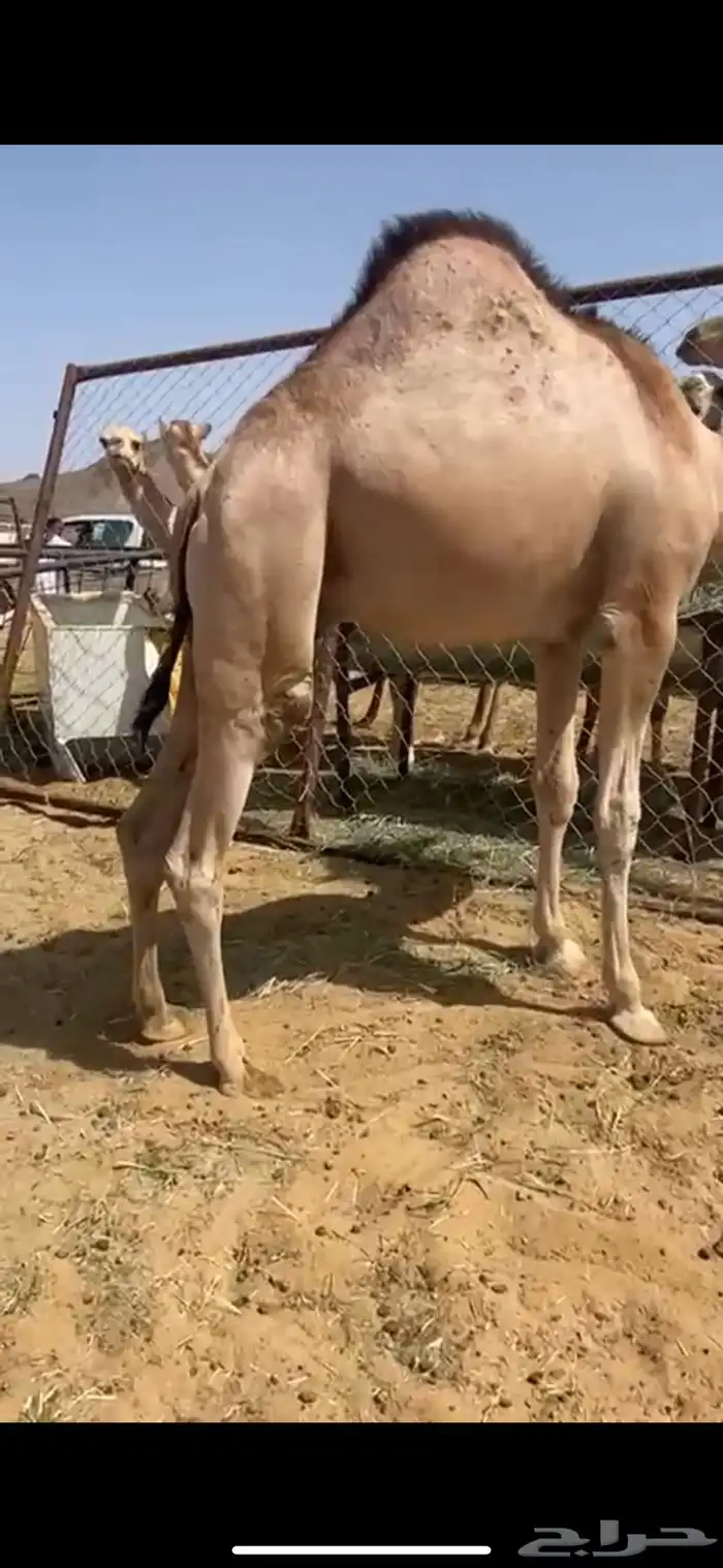 قعدان مفاريد كفو 3