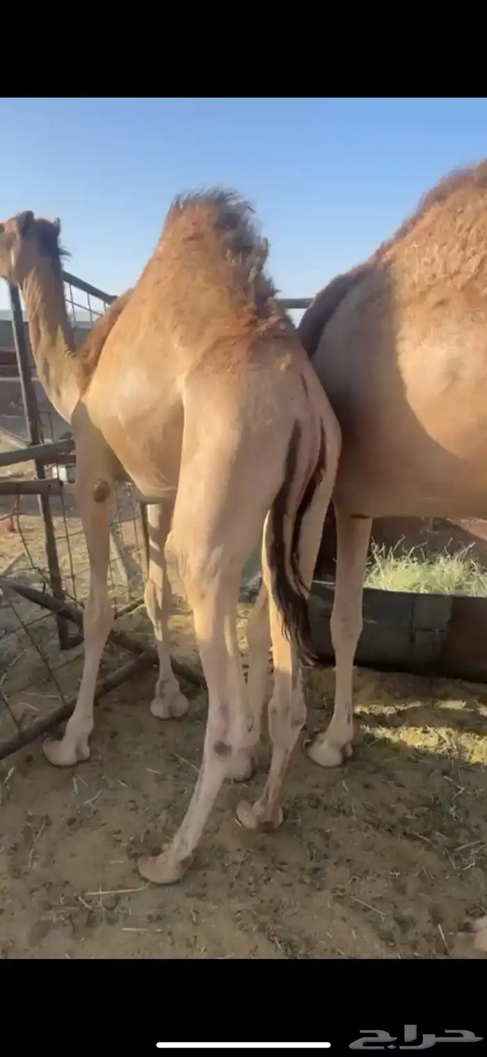 قعدان مفاريد كفو 1