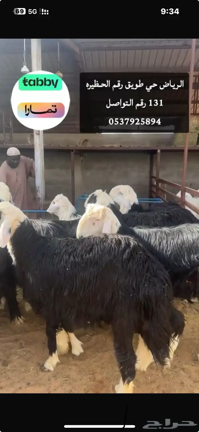 بيع اغنام وتقسيط تابي وتمارا 2