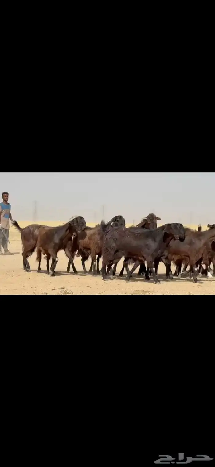 معزا قبرصيات مراح كامل بفحلها نوادر 4