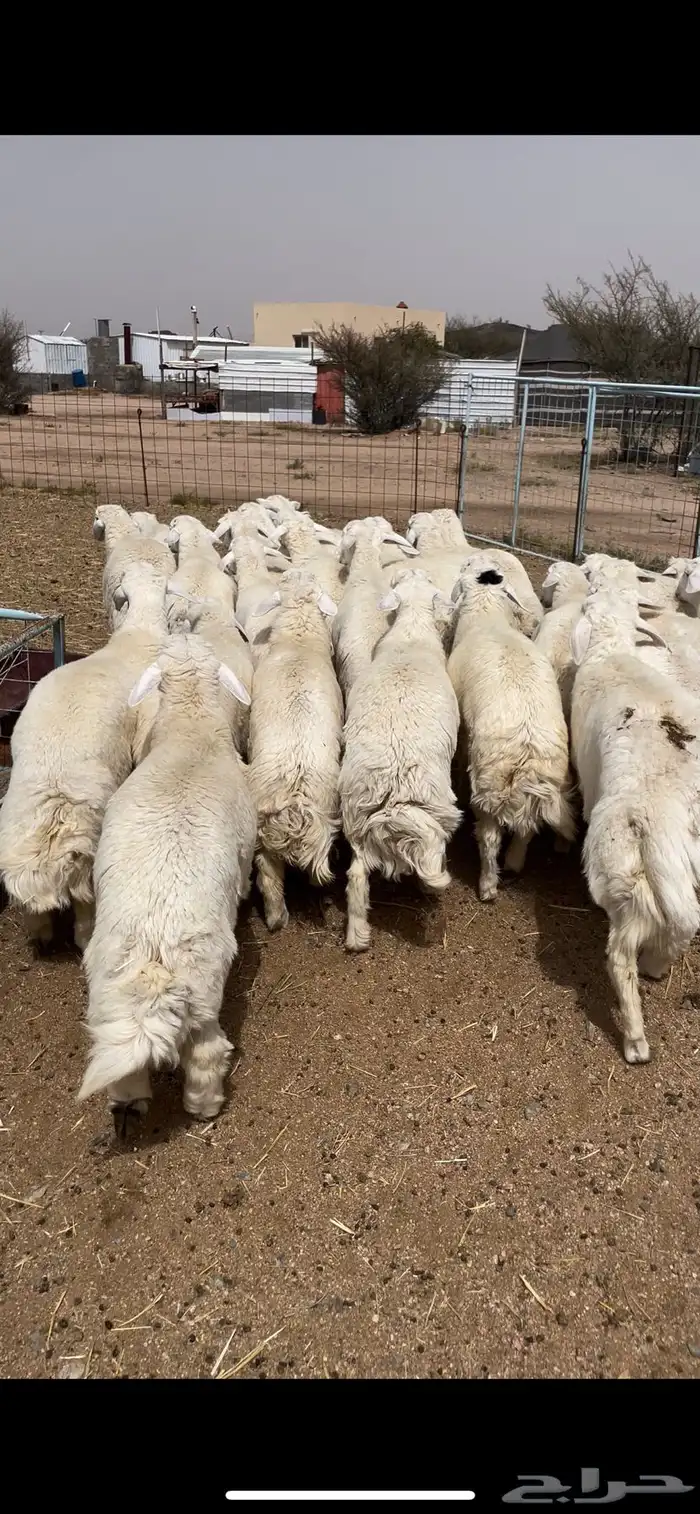 طليان حريه مناسبات 0