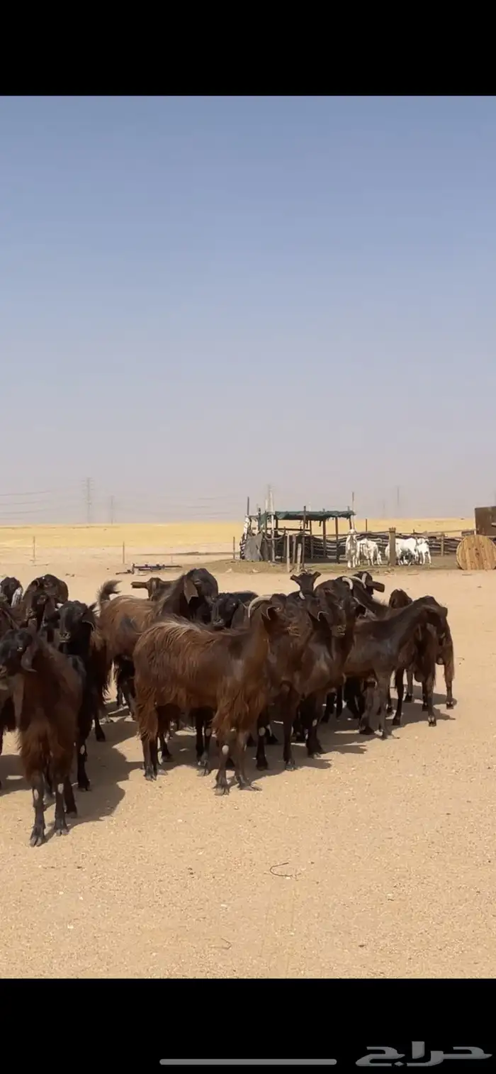 معزا قبرصيات مراح كامل بفحلها نوادر 51