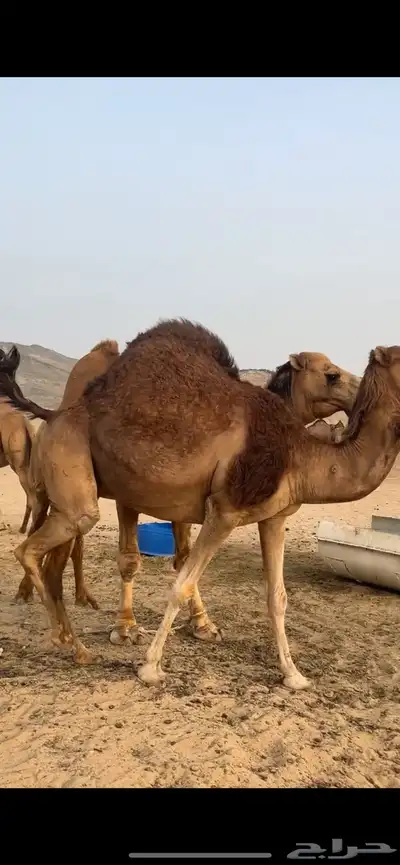 ناقه ساحليه(( تم البيع )) 3