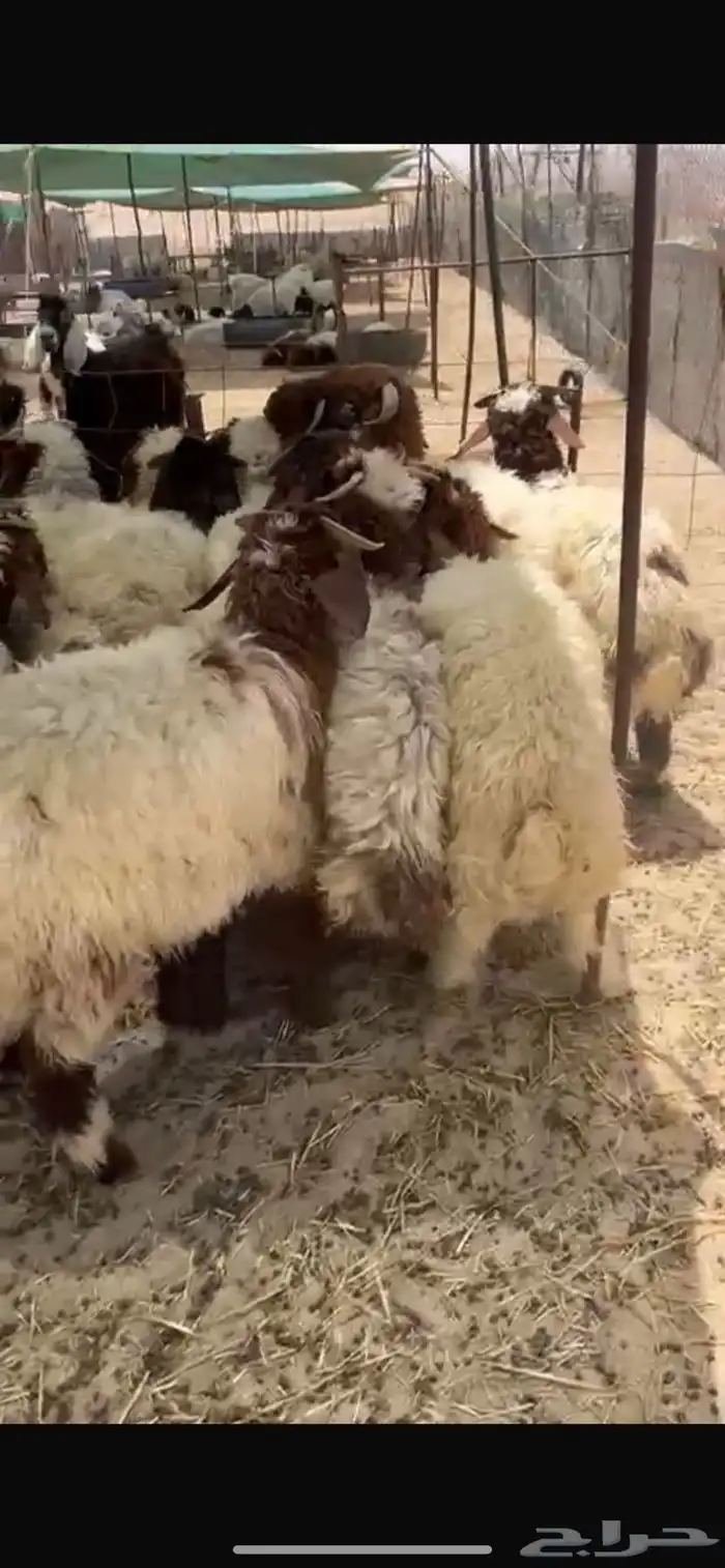 خرفان يضحي 3