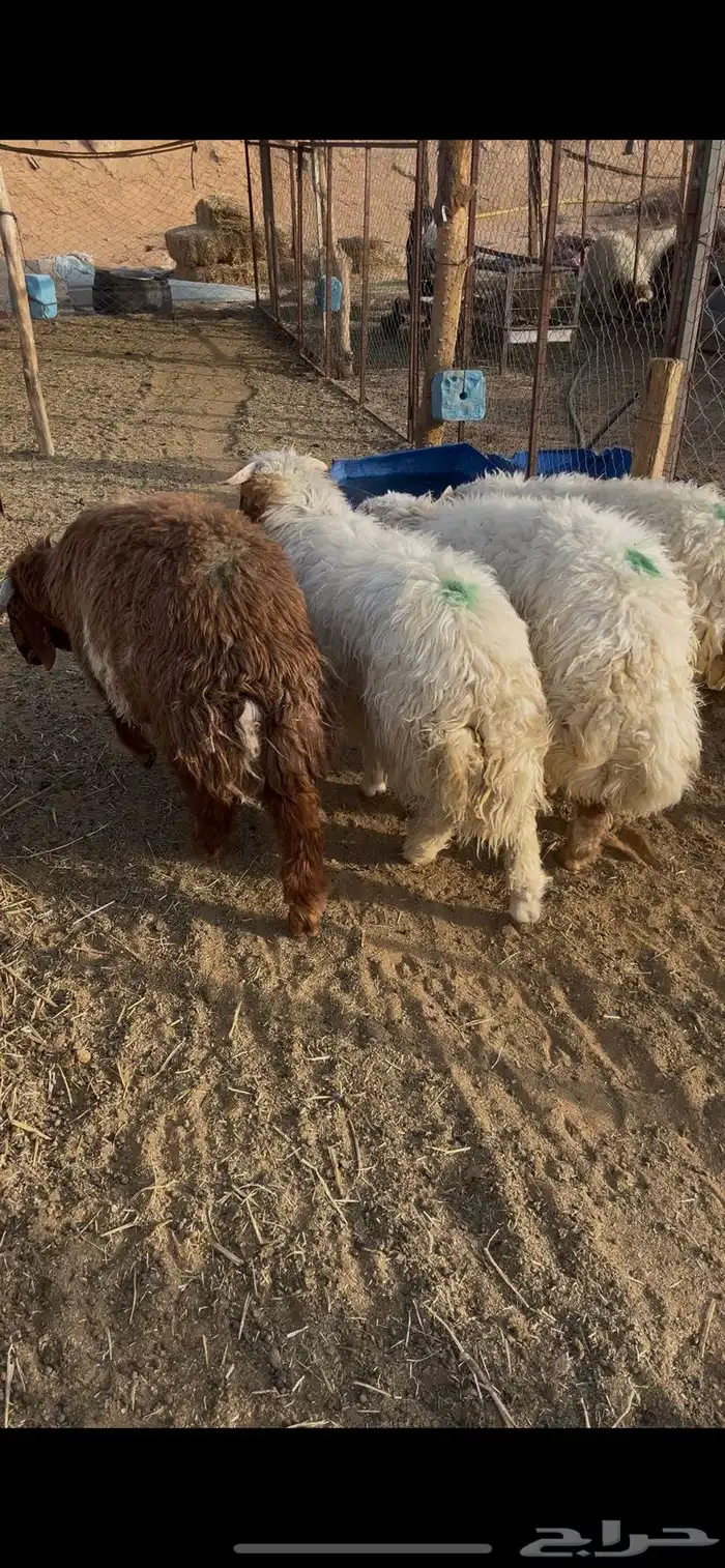طليان نعيم 1